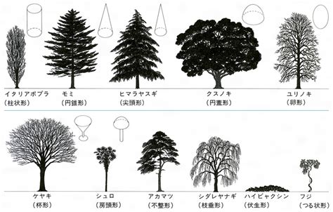 木形|樹種の特徴・特性（樹木の写真） 